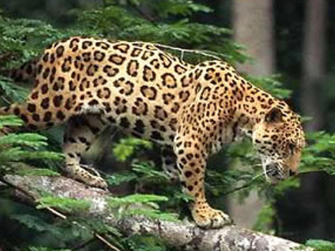 Conjunto De Silueta De Jaguar Adulto Negro Archivo Imagenes