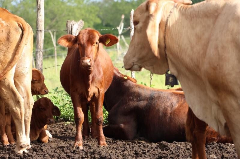Tratamientos gratuitos y respuesta rápida contra el gusano barrenador