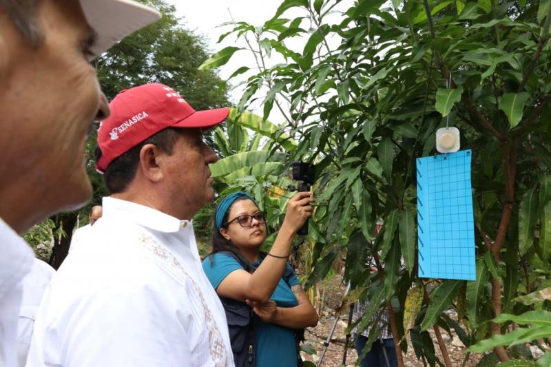 Instalan trampas para reducir la mosca del gusano barrenador