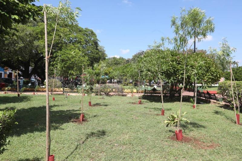 En conjunto, Gobierno del Estado y la ciudadanía contribuyen para la arborización de los espacios públicos