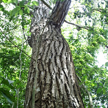 Details 48 árboles de cedro