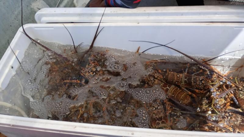 Concluye la temporada de captura de langosta en Yucatán; inicia periodo de veda