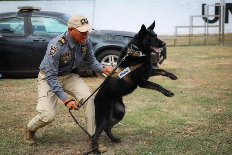 Yucatán integra nuevos binomios caninos para detección de explosivos