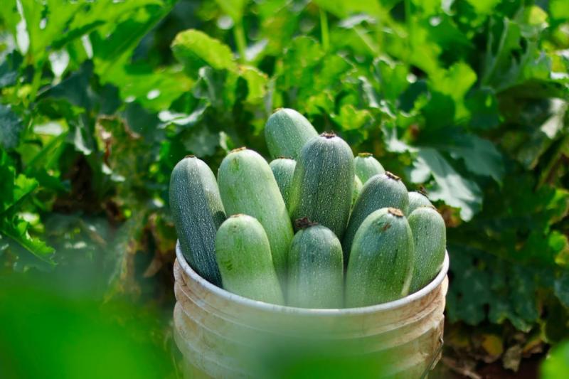 Caminos Renacimiento impulsa la movilidad productiva en Tizimín