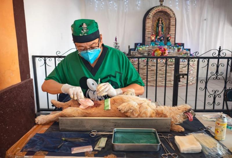 Refuerza Yucatán control poblacional de perros y gatos