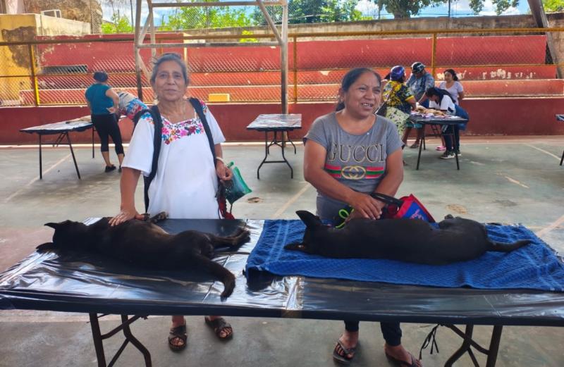 Refuerza Yucatán control poblacional de perros y gatos