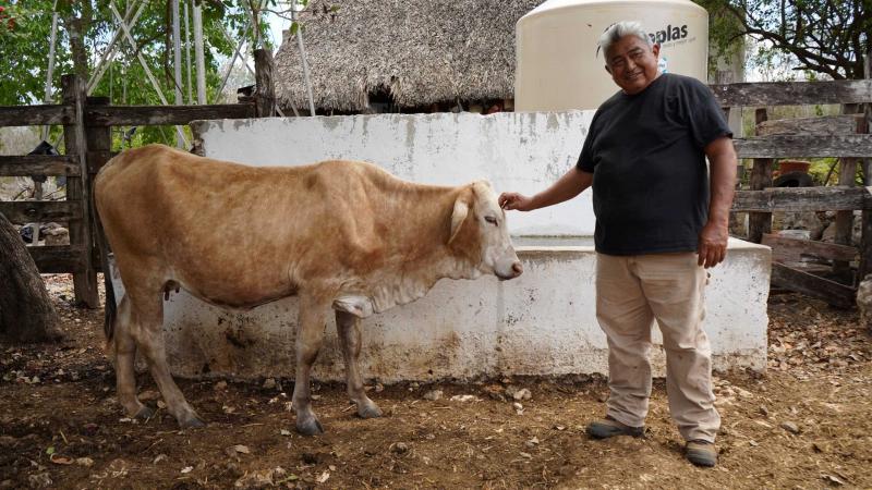 Renace la ganadería de Yucatán con el rescate de vientres