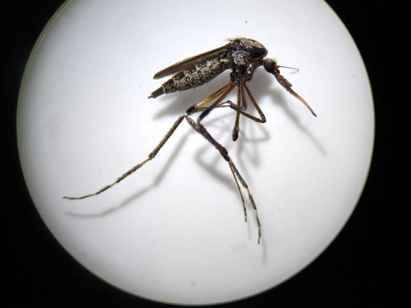 Llaman a identificar al mosquito transmisor y eliminar criaderos para prevenir dengue, zika y chikungunya