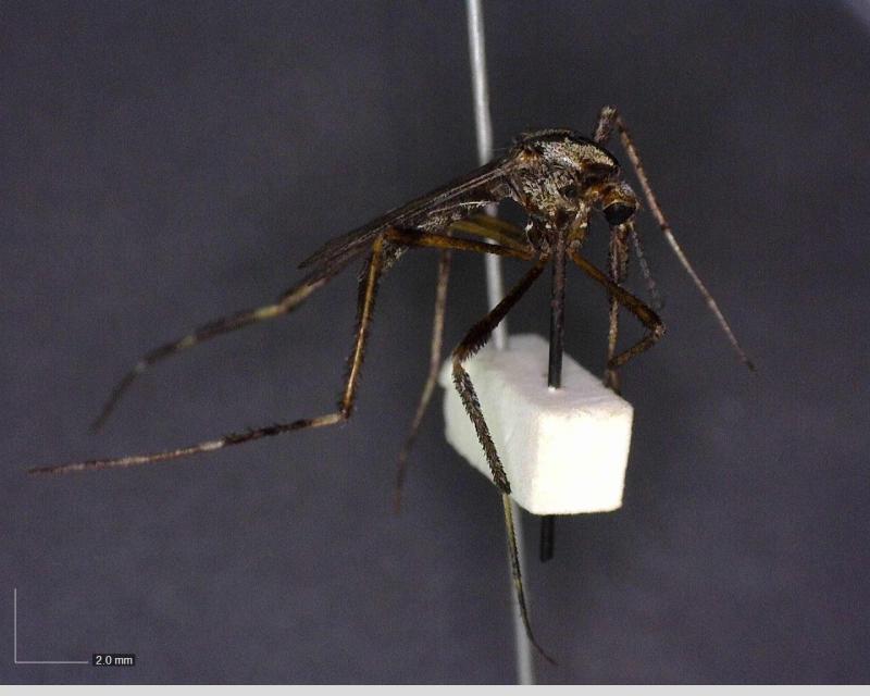 Llaman a identificar al mosquito transmisor y eliminar criaderos para prevenir dengue, zika y chikungunya
