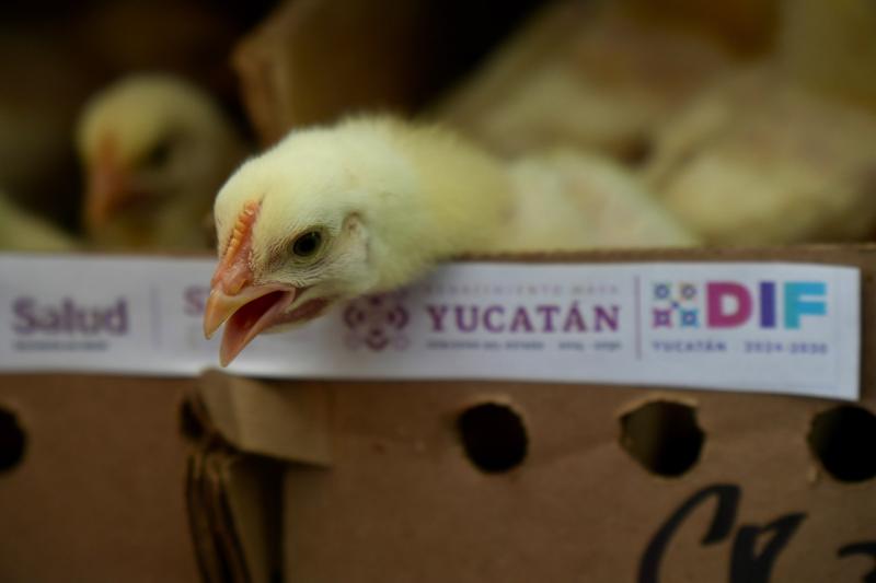 DIF Yucatán impulsa seguridad alimentaria con proyectos productivos en comunidades de Muna y Maxcanú