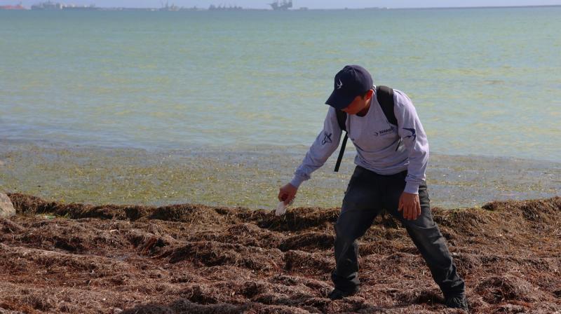 Comunidad y organizaciones se suman al cuidado de las playas de Progreso