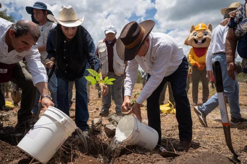 Reforesta Renacimiento Maya 292 hectáreas con más de 64 mil plantas