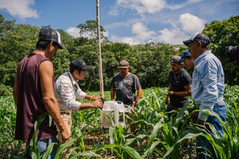 Ciencia y saber comunitario se unen para mejorar la producción de maíz nativo en Peto