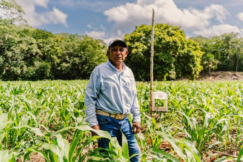 Ciencia y saber comunitario se unen para mejorar la producción de maíz nativo en Peto