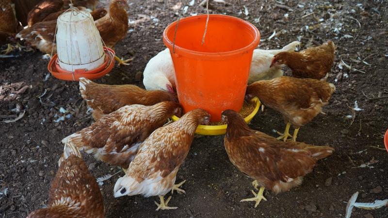 Respalda Gobierno del Renacimiento Maya economía de las familias con huertos y aves de traspatio