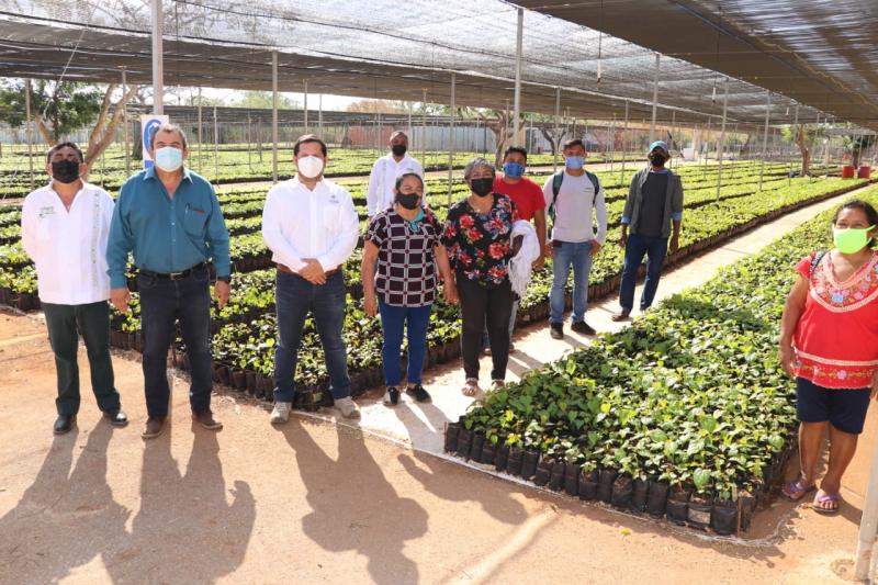 Comienza distribución de plantas frutales para fortalecer la producción yucateca