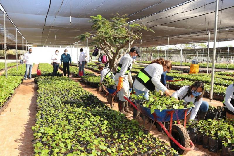 Comienza distribución de plantas frutales para fortalecer la producción yucateca
