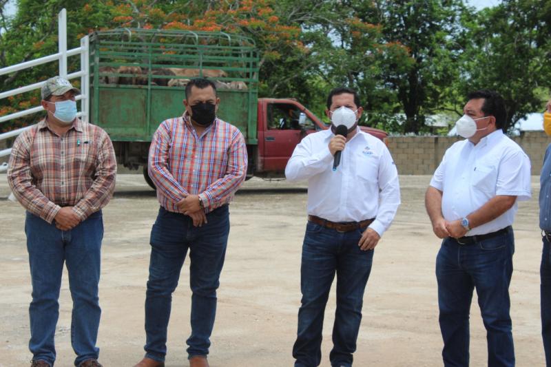 Ganaderos del oriente de Yucatán estrenan instalaciones para manejo de bovinos