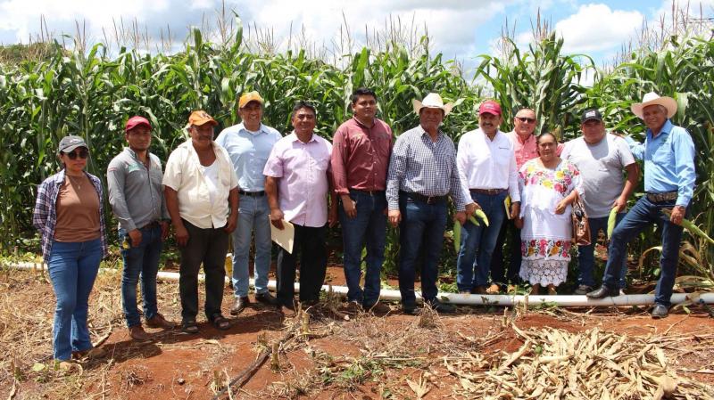 Se consolida la producción de soya huasteca en Tekax
