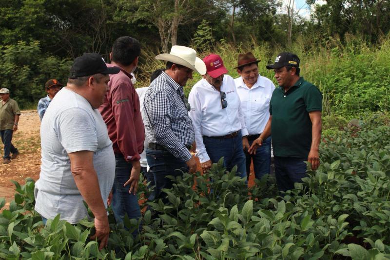 Se consolida la producción de soya huasteca en Tekax