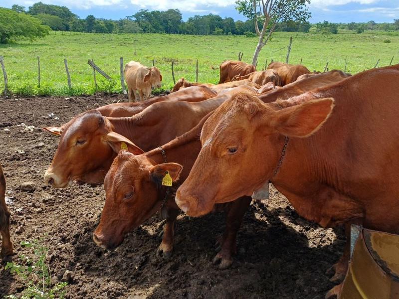 Esfuerzos conjuntos para controlar al gusano barrenador en Yucatán