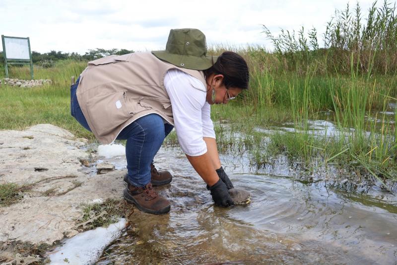 Impulsan conservación activa de vida silvestre con translocación de 90 tortugas