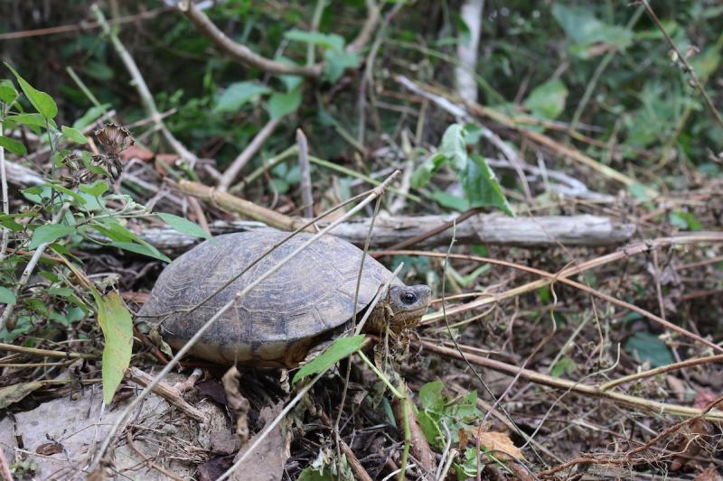 Impulsan conservación activa de vida silvestre con translocación de 90 tortugas